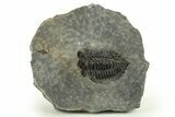 Coltraneia Trilobite Fossil - Huge Faceted Eyes #225336-4